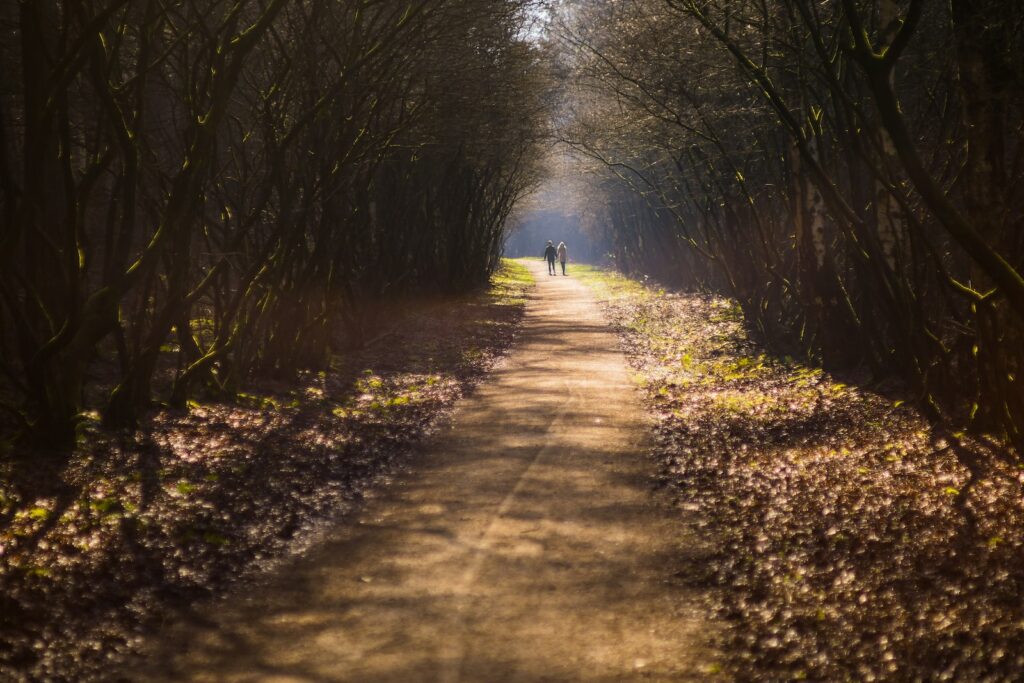 person walking on pathway between trees during daytime