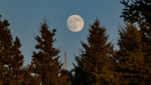 full moon over green trees